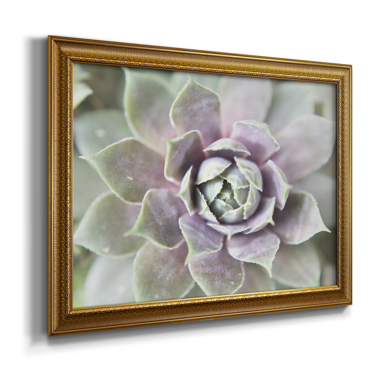 Succulent Glow II - Ornate Framed Canvas Print