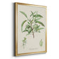 Antique Almond Botanical III - Modern Framed Canvas Print