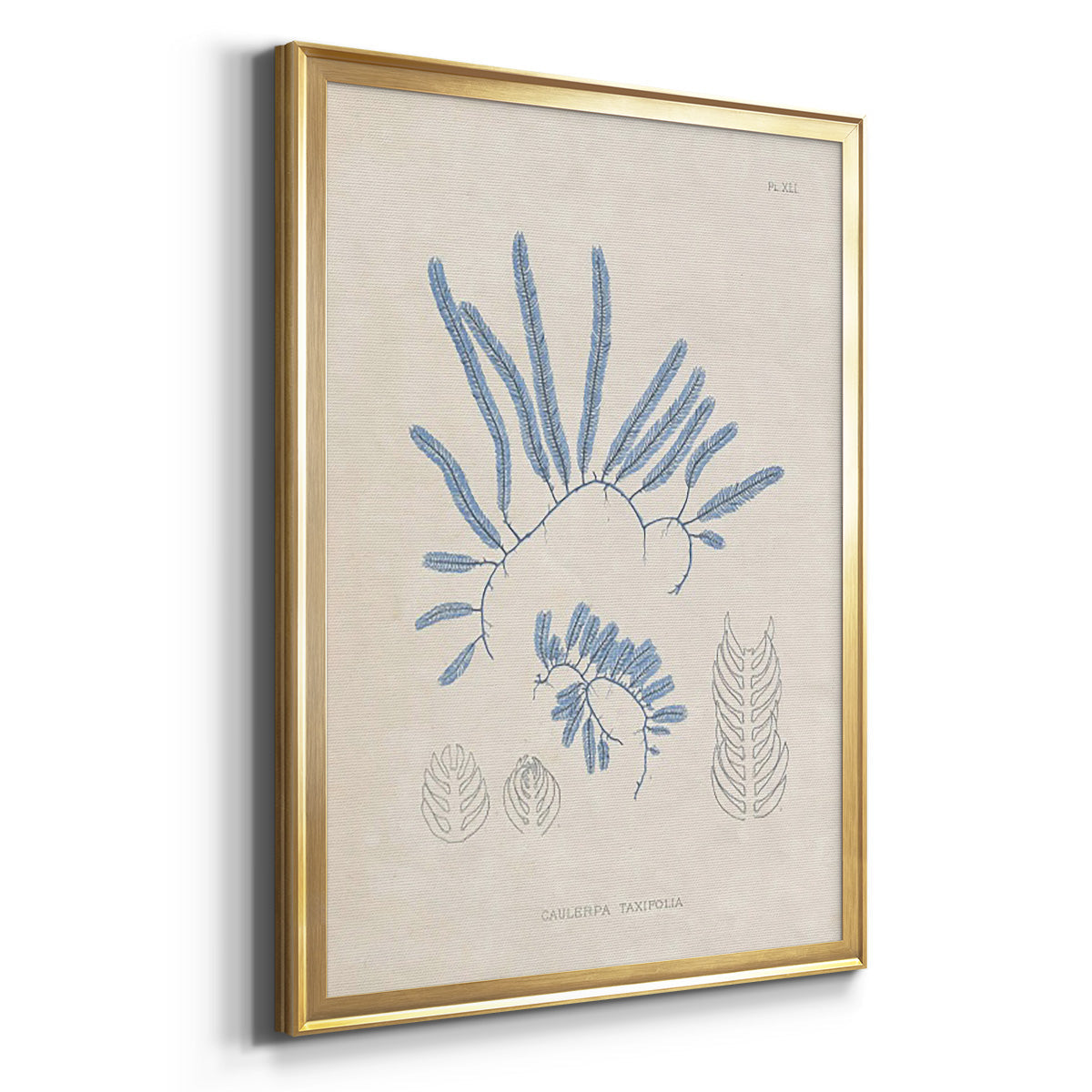 Blue Marine Algae II - Modern Framed Canvas Print