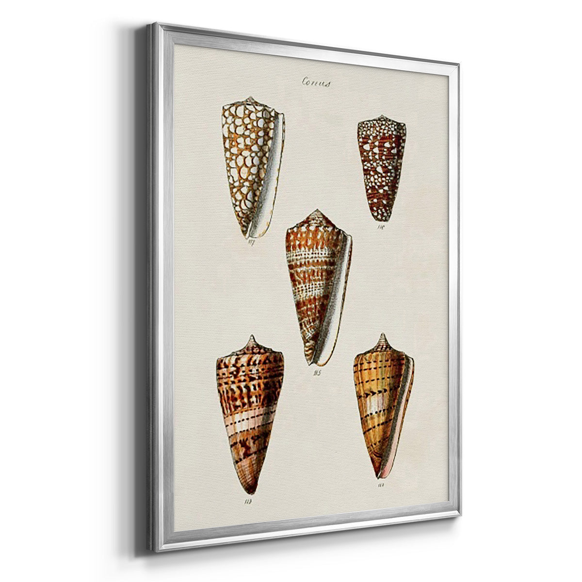 Cone Shell Collection II - Modern Framed Canvas Print