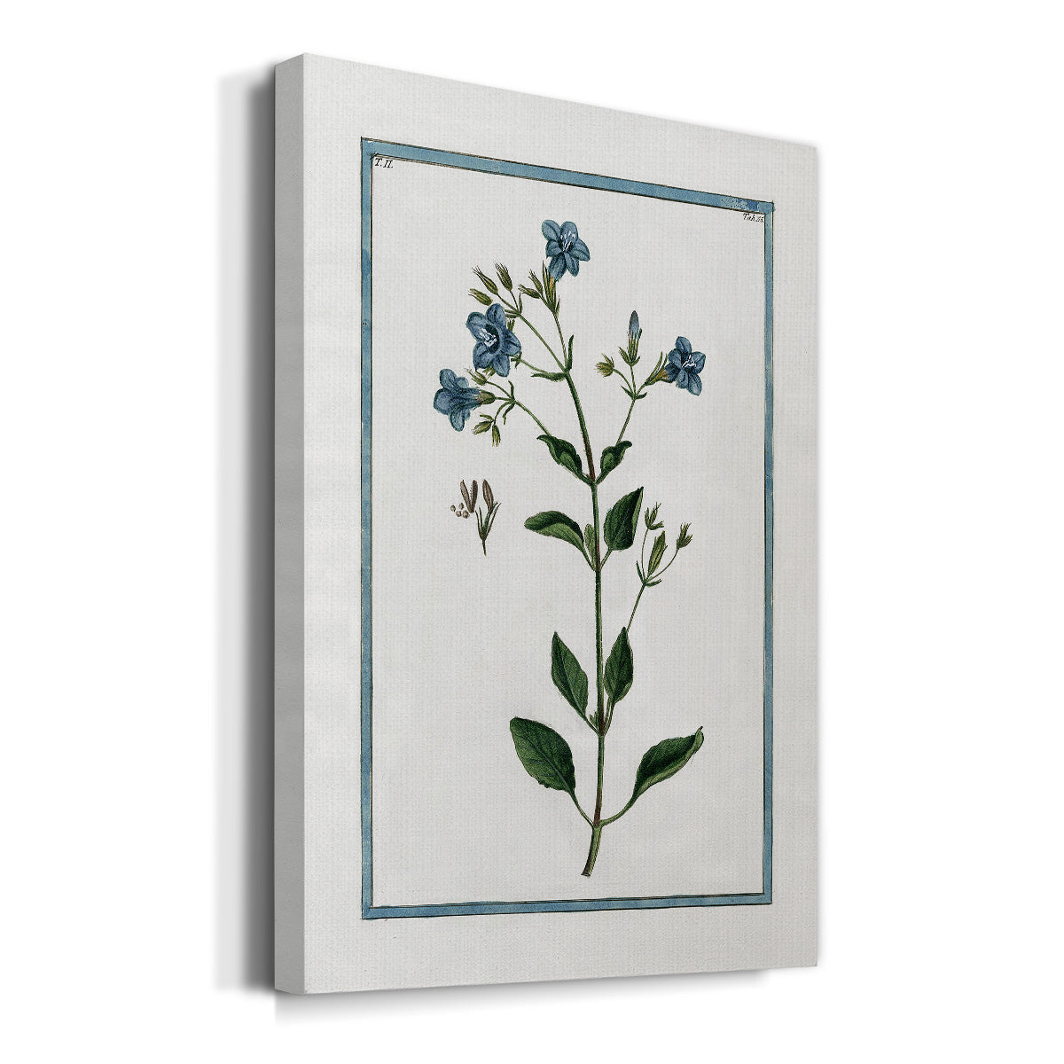 Shabby Chic Botanical II - Canvas Art Print