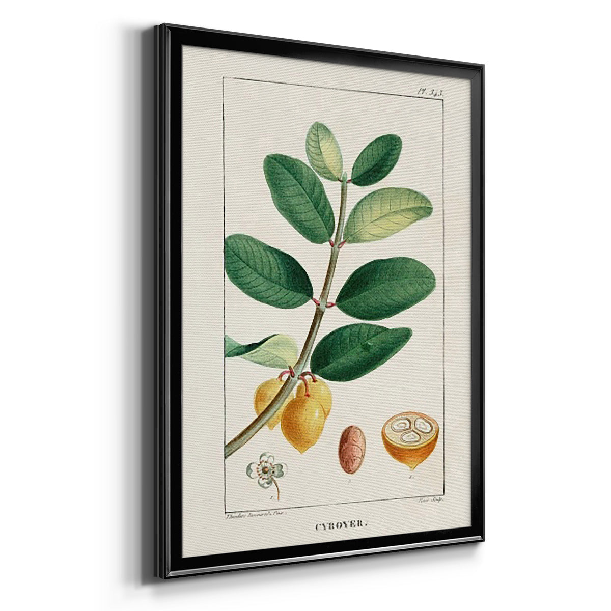 Turpin Tropical Botanicals V - Modern Framed Canvas Print