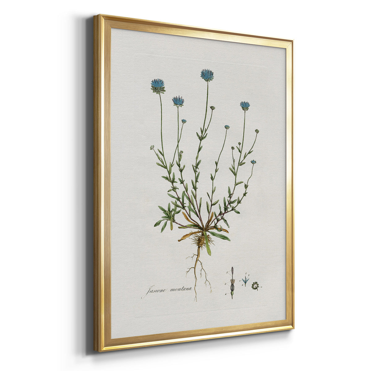 Bellflower Study - Modern Framed Canvas Print