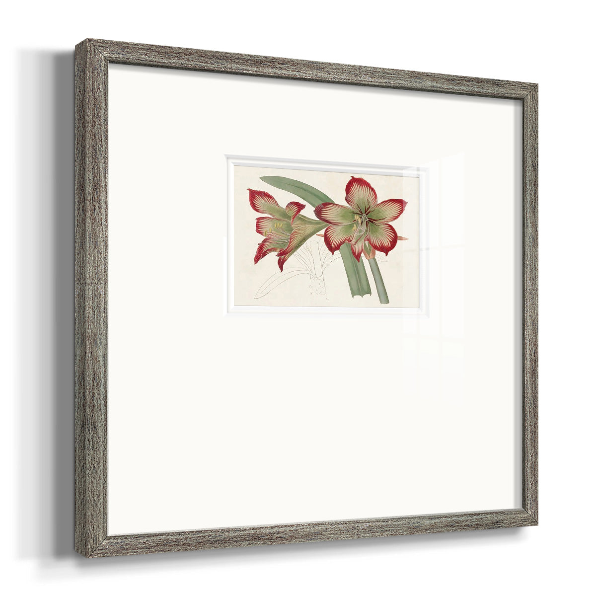 Amaryllis Varietals IV Premium Framed Print Double Matboard