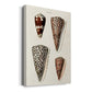 Cone Shell Collection I Premium Gallery Wrapped Canvas - Ready to Hang