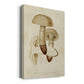 Mushroom Varieties VIII Premium Gallery Wrapped Canvas - Ready to Hang