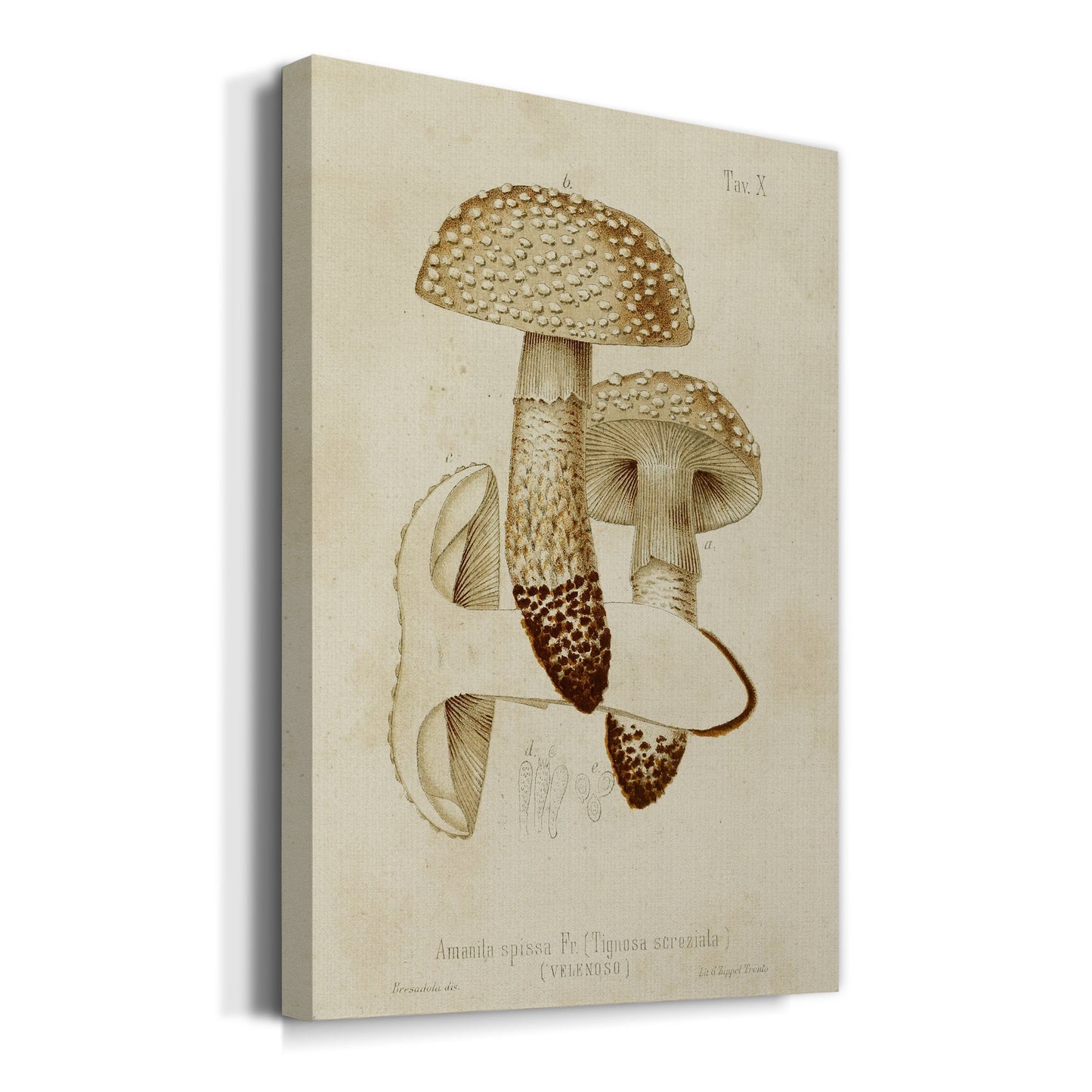 Mushroom Varieties VIII Premium Gallery Wrapped Canvas - Ready to Hang