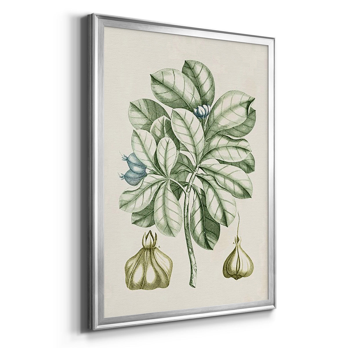 Buchoz Tropicals IX - Modern Framed Canvas Print