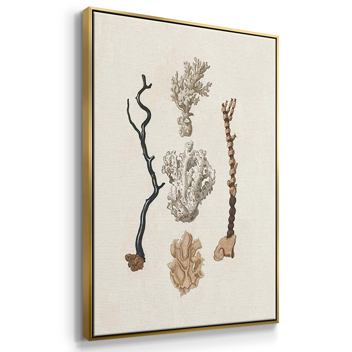 Knorr Shells & Coral IV - Framed Premium Gallery Wrapped Canvas L Frame 3 Piece Set - Ready to Hang