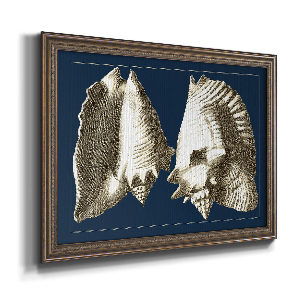 Conch Shells on Navy I Premium Framed Canvas- Ready to Hang