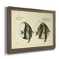 Bloch Antique Fish I Premium Framed Canvas- Ready to Hang