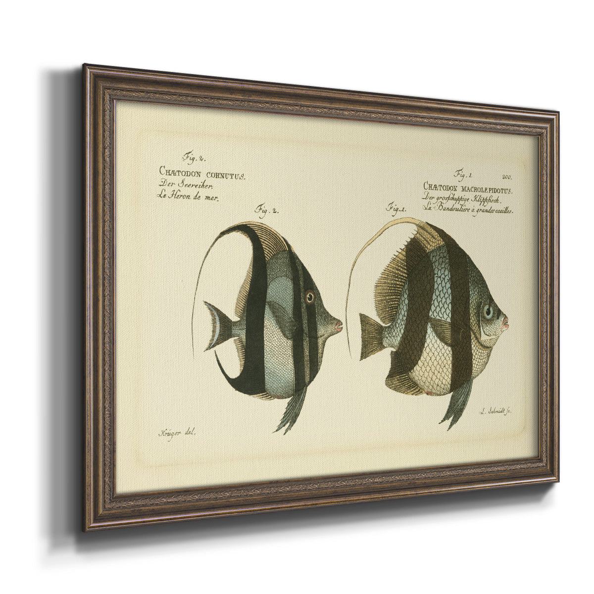 Bloch Antique Fish I Premium Framed Canvas- Ready to Hang