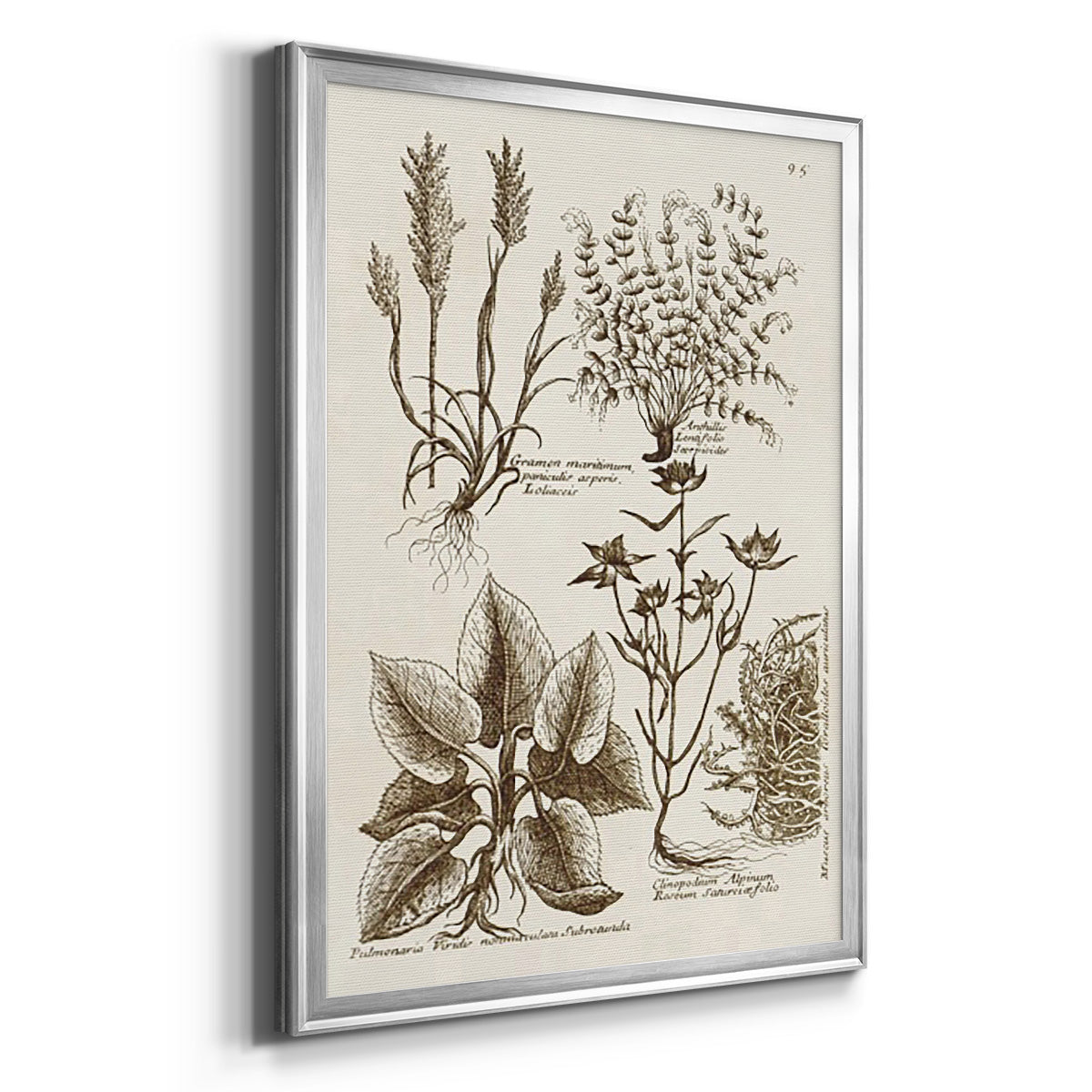Sepia Botanical Journal VII - Modern Framed Canvas Print