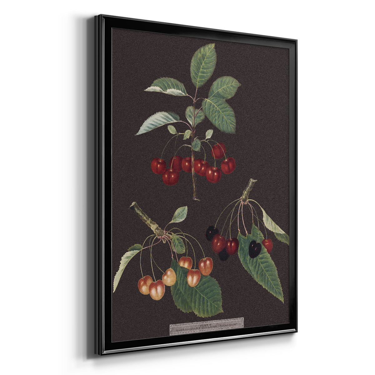 Brookshaw Cherries - Modern Framed Canvas Print