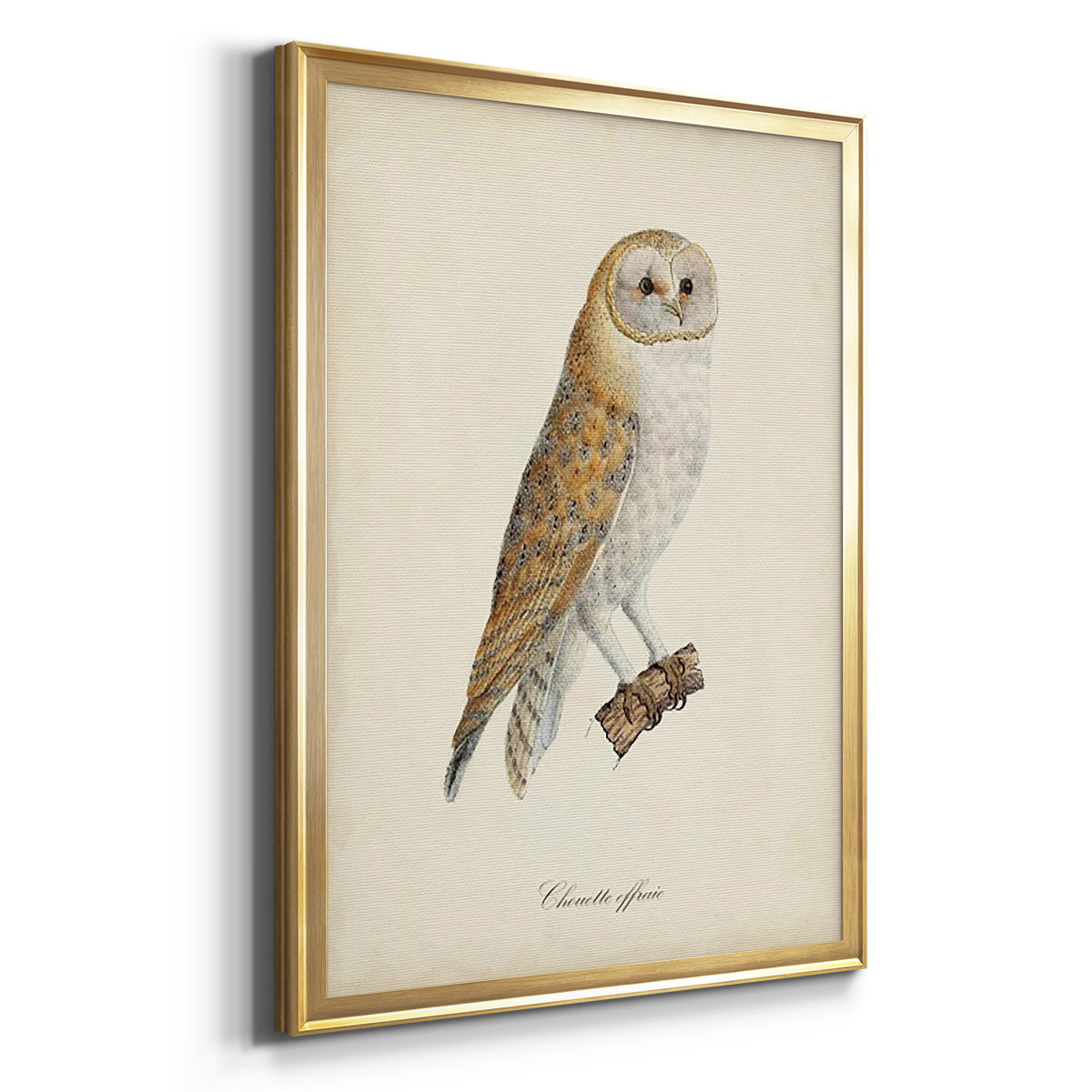 French Owls VI - Modern Framed Canvas Print