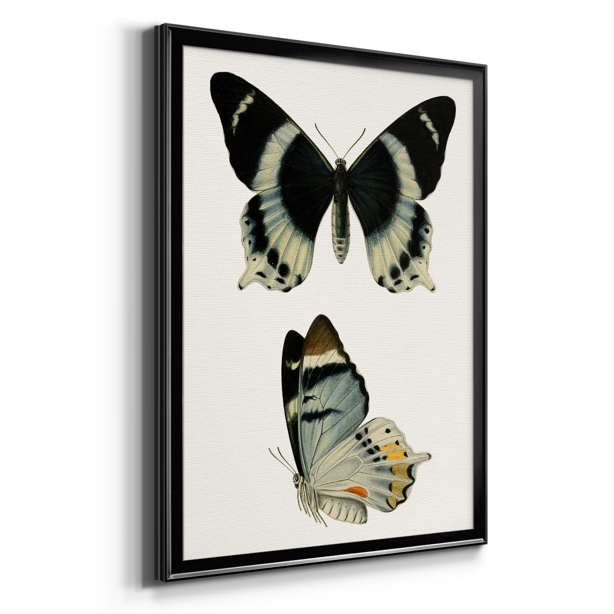 Antique Blue Butterflies I - Modern Framed Canvas Print