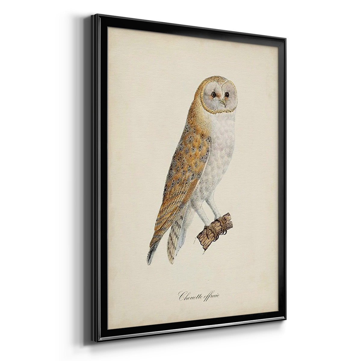 French Owls VI - Modern Framed Canvas Print