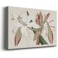 Amaryllis Varietals II Premium Gallery Wrapped Canvas - Ready to Hang