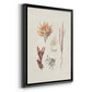 Knorr Shells & Coral VII - Modern Framed Canvas Print