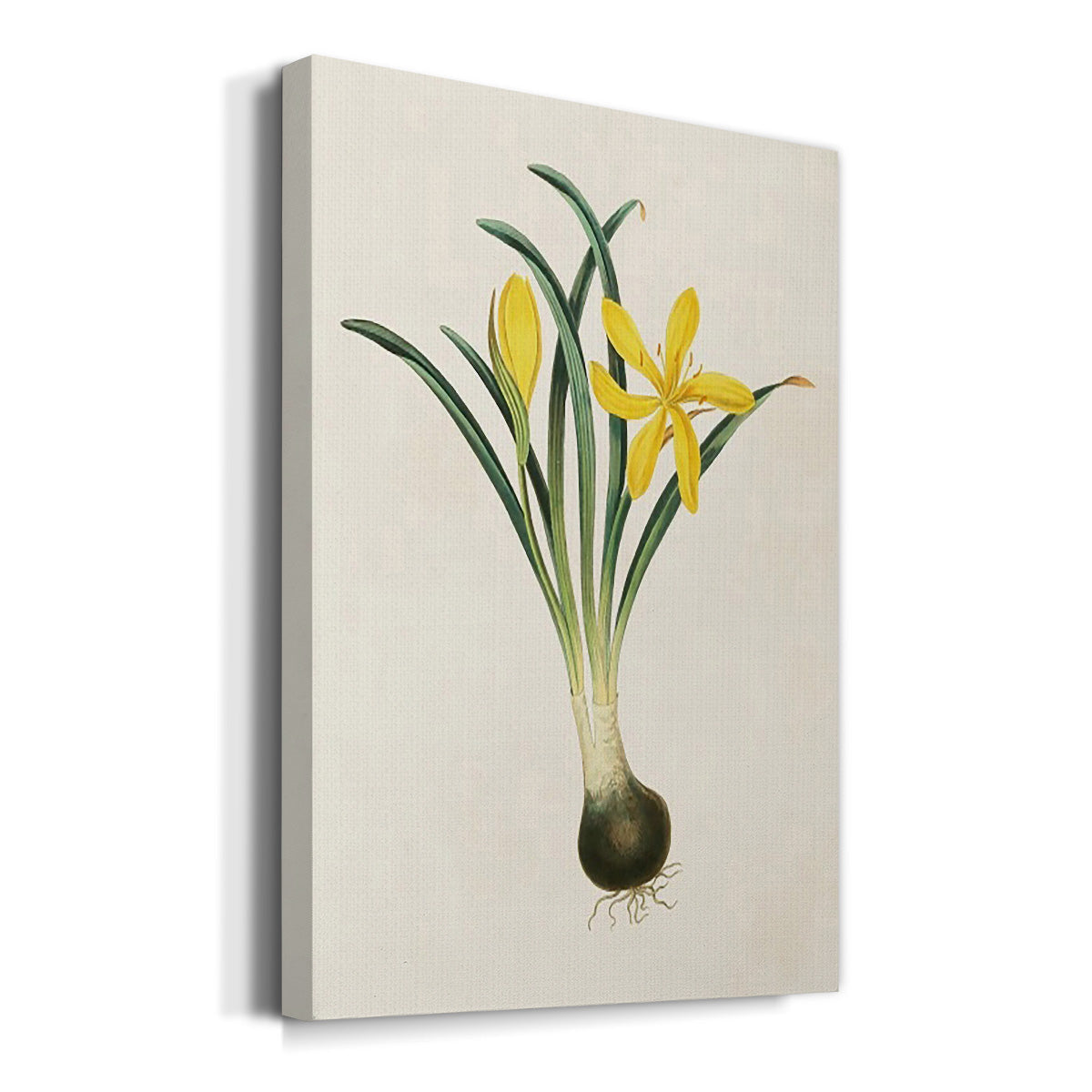 Flowers of the Seasons VI - Canvas Art Print