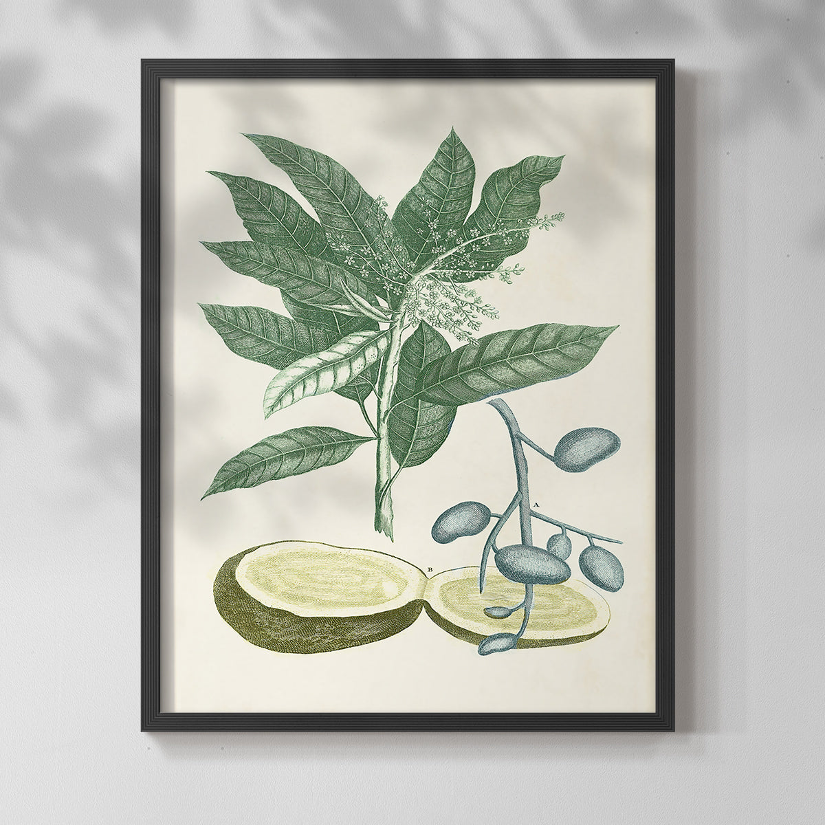 Buchoz Tropicals IV - Restickable Framed Art Print