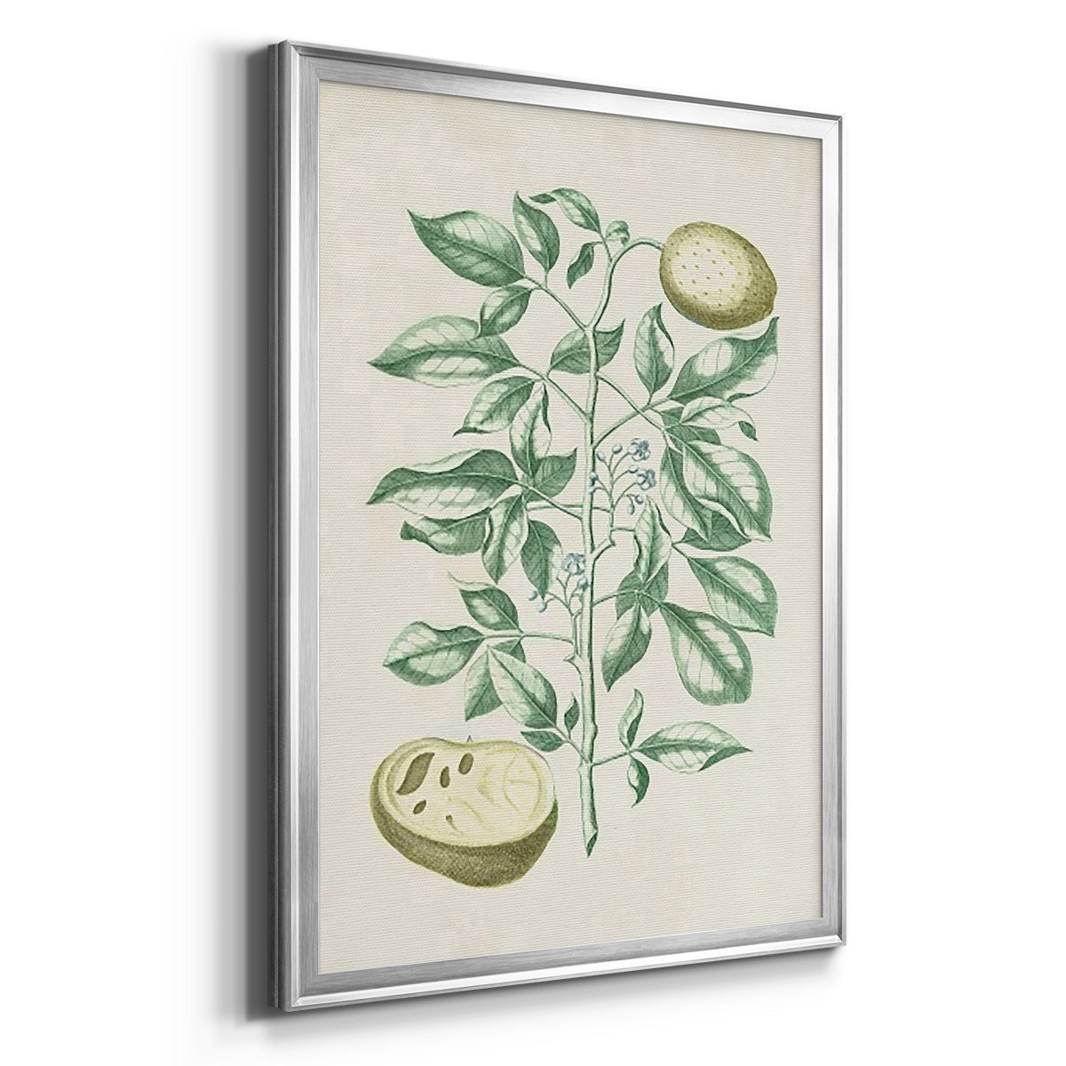 Buchoz Tropicals III - Modern Framed Canvas Print