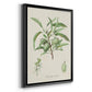 Antique Almond Botanical III - Modern Framed Canvas Print