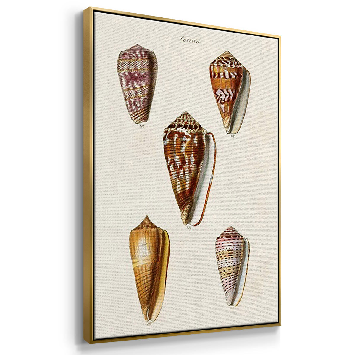 Cone Shell Collection IV - Framed Premium Gallery Wrapped Canvas L Frame 3 Piece Set - Ready to Hang