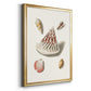 Pastel Knorr Shells VII - Modern Framed Canvas Print