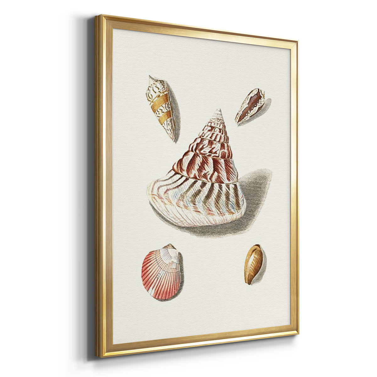 Pastel Knorr Shells VII - Modern Framed Canvas Print