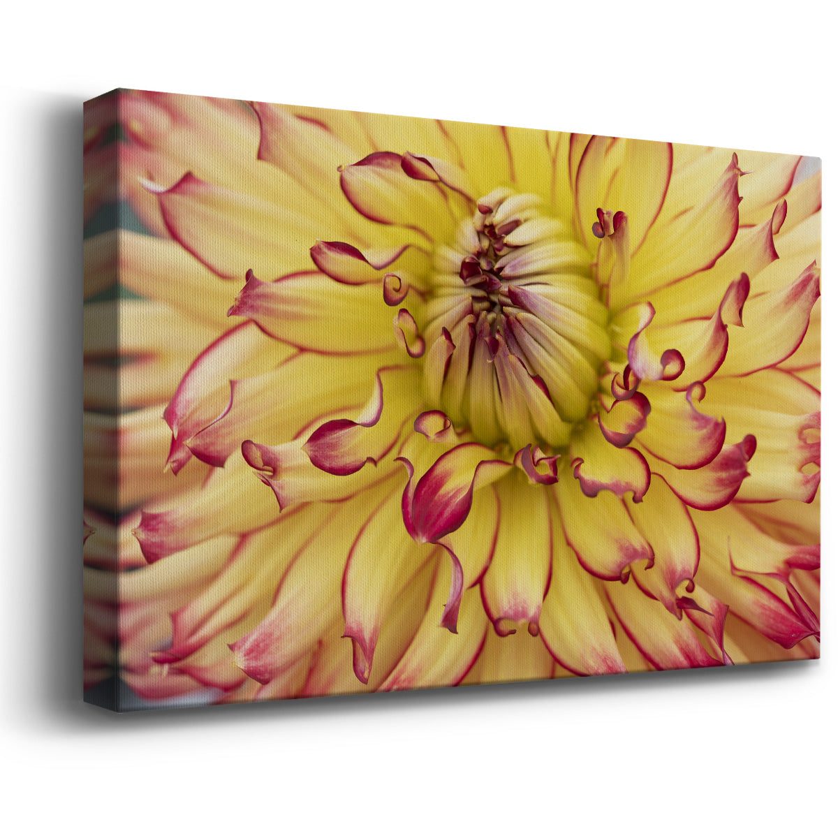 Blooms II Premium Gallery Wrapped Canvas - Ready to Hang