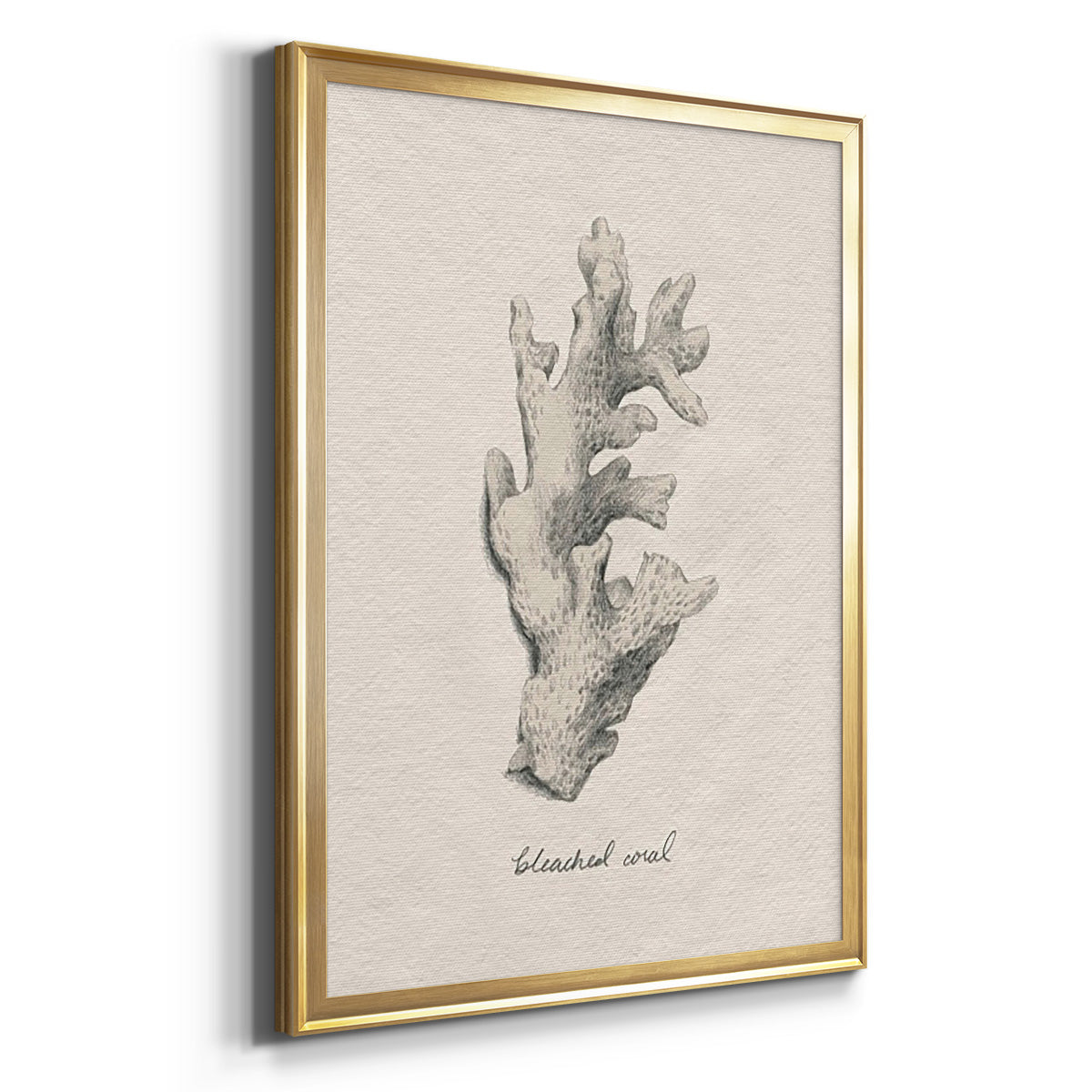 Shore Treasure Study II - Modern Framed Canvas Print