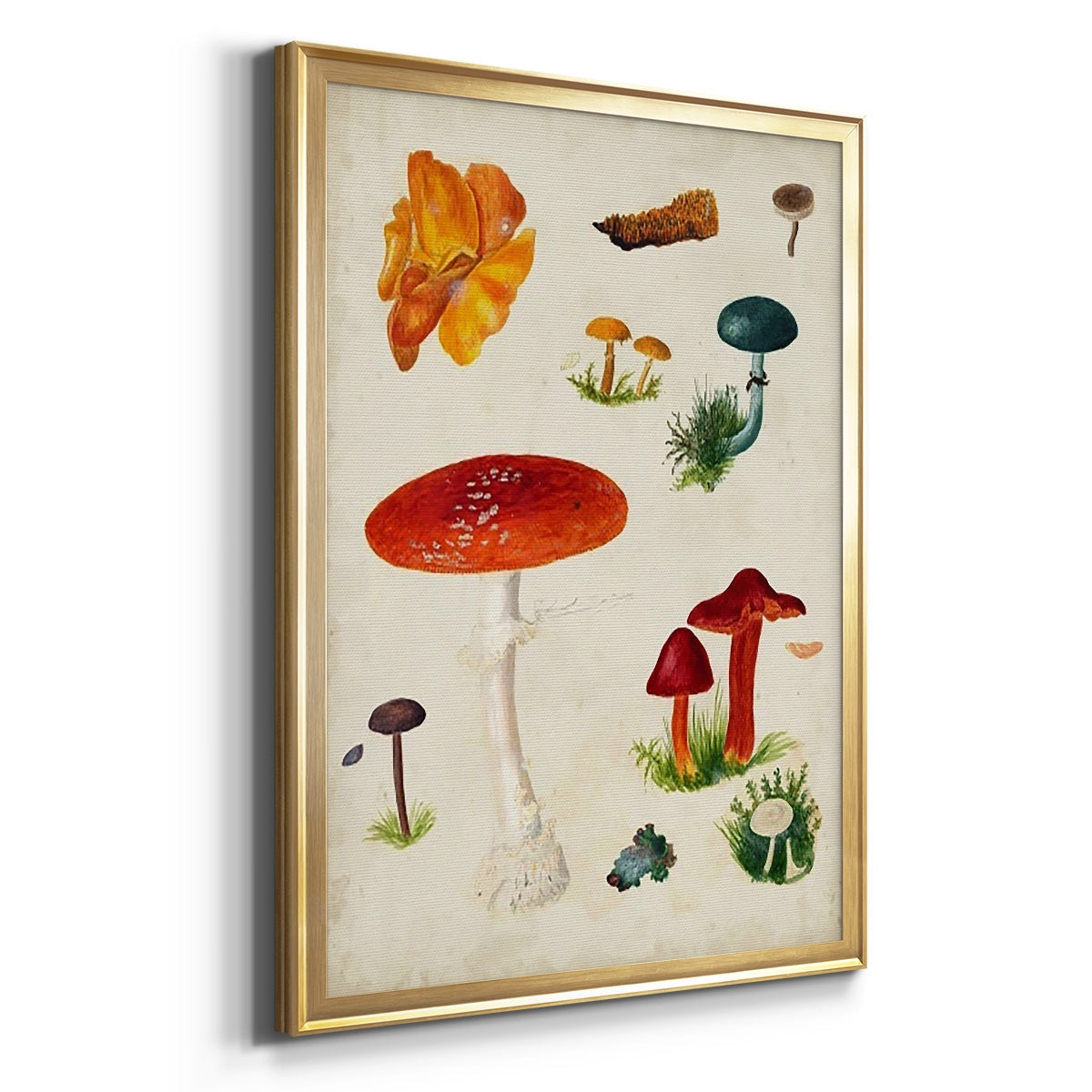 Mushroom Species VIII - Modern Framed Canvas Print