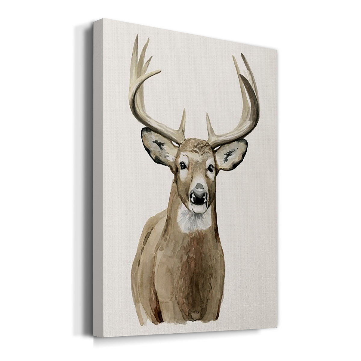 Handsome Whitetail II - Canvas Art Print