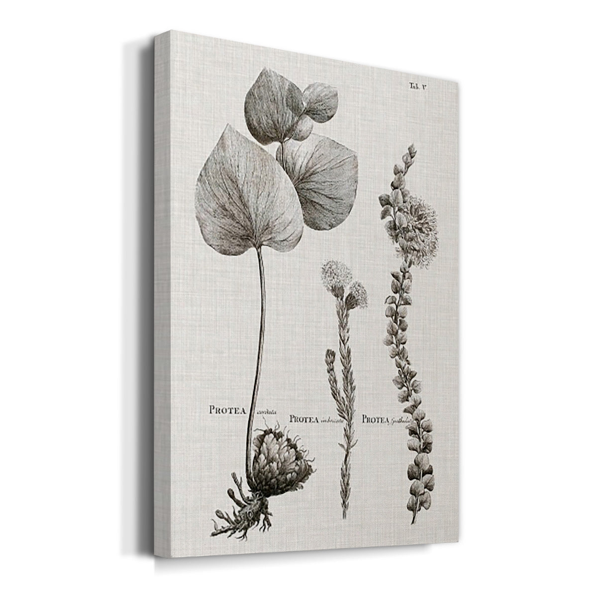 Black & White Protea on Linen II Premium Gallery Wrapped Canvas - Ready to Hang