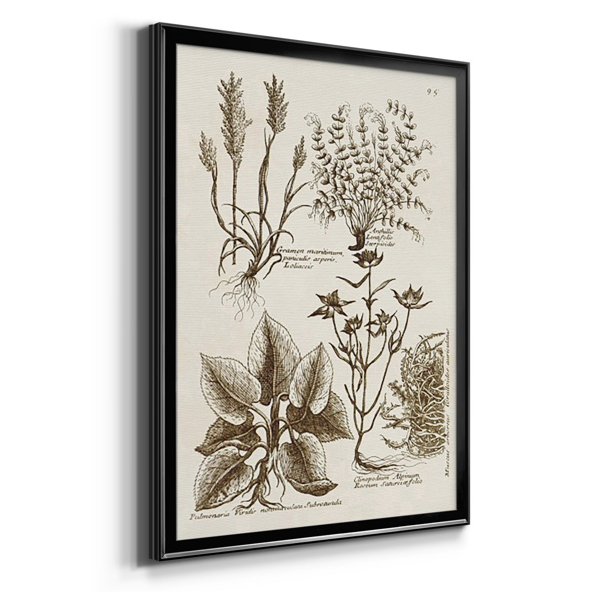 Sepia Botanical Journal VII - Modern Framed Canvas Print