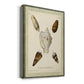 Bookplate Shells IV Premium Gallery Wrapped Canvas - Ready to Hang