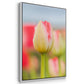 Twotone Tulip - Framed Premium Gallery Wrapped Canvas L Frame - Ready to Hang