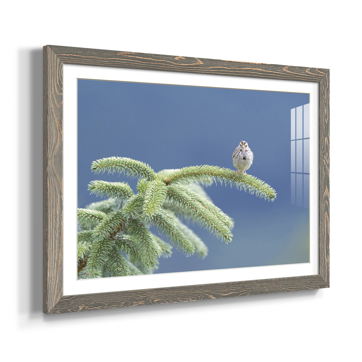 Evergreen Perch - Barnwood Framed Art Print