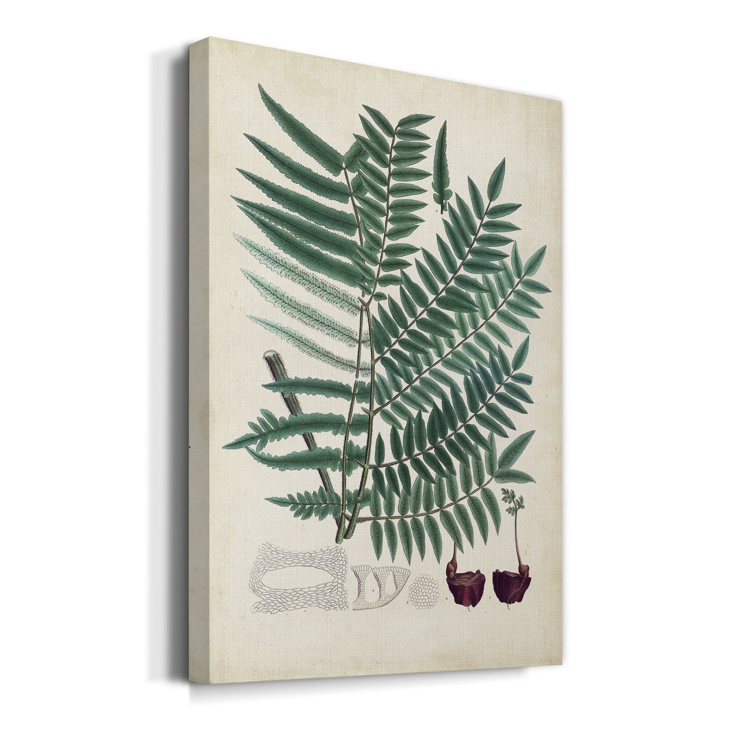 Collected Ferns VIII Premium Gallery Wrapped Canvas - Ready to Hang