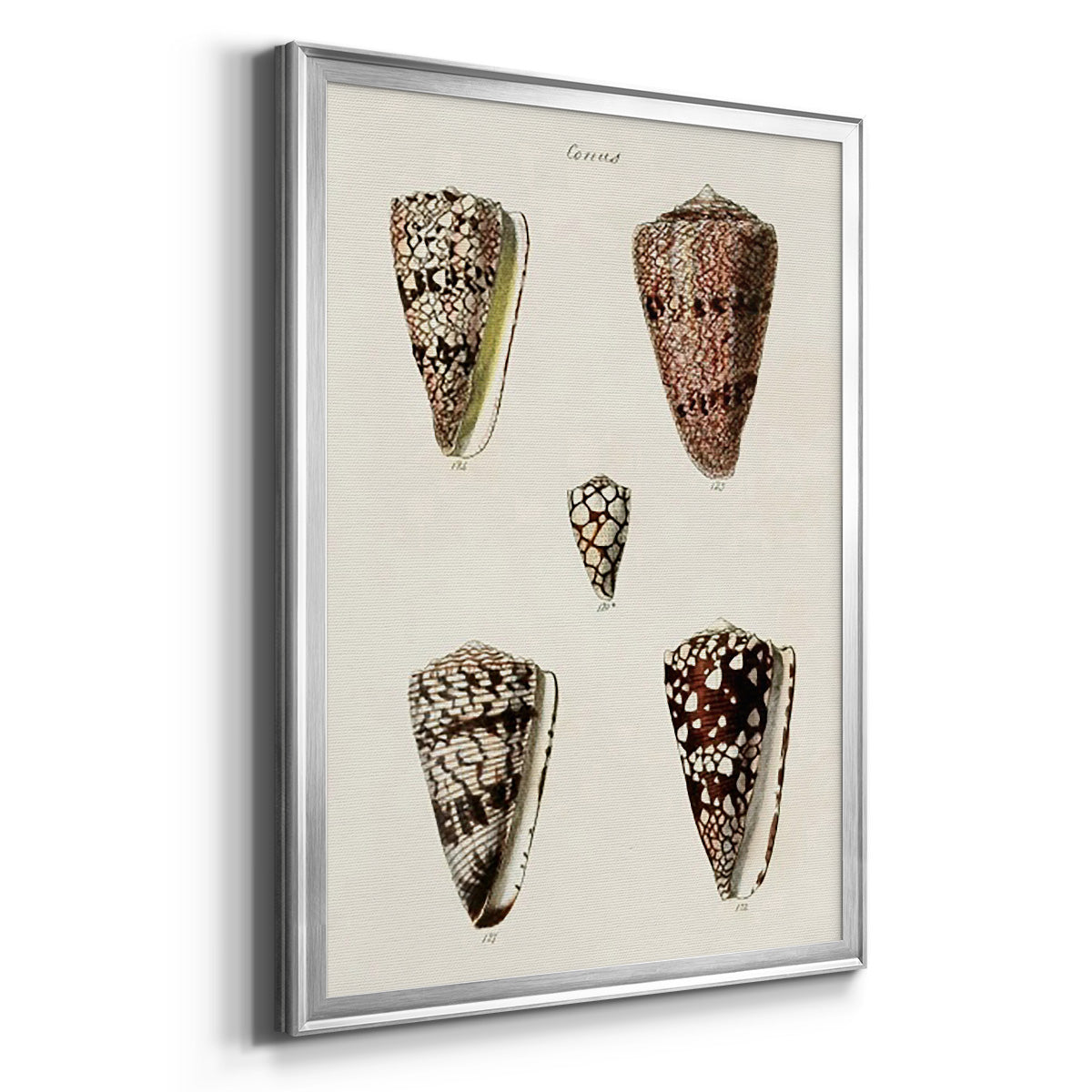 Cone Shell Collection III - Modern Framed Canvas Print