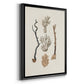 Knorr Shells & Coral V - Modern Framed Canvas Print