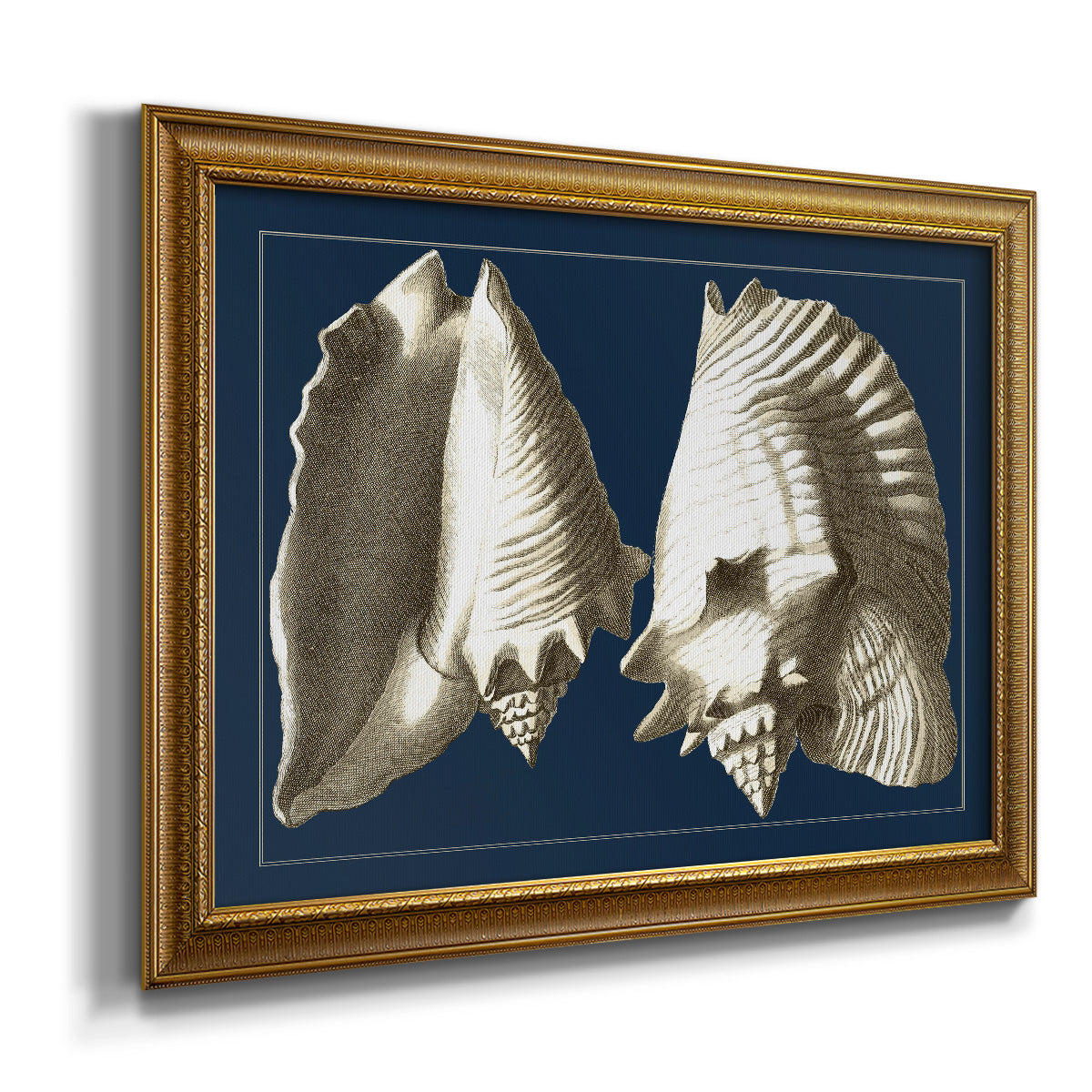 Conch Shells on Navy I Premium Framed Canvas- Ready to Hang