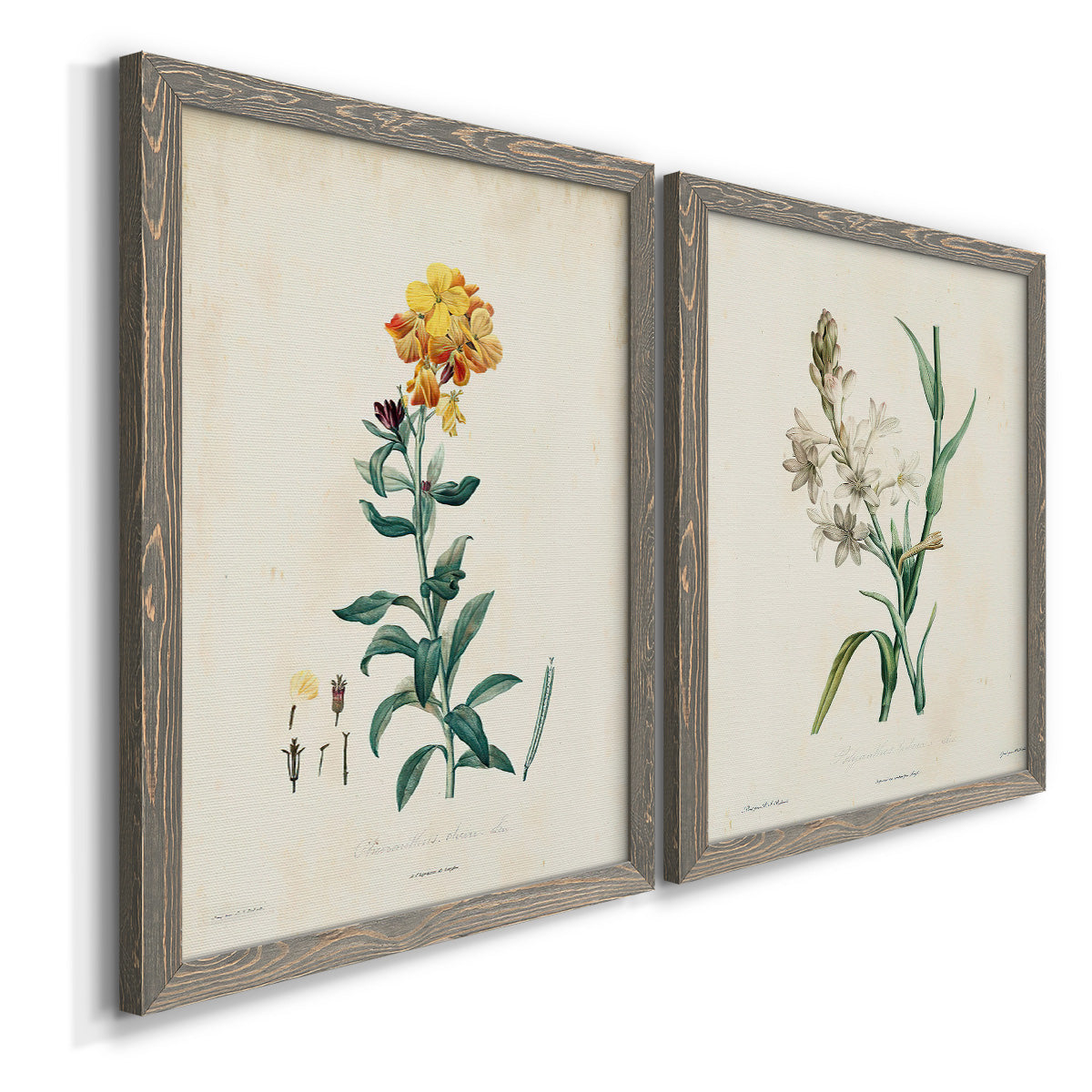 Traditional Botanical III - Barnwood Framed Canvas Set