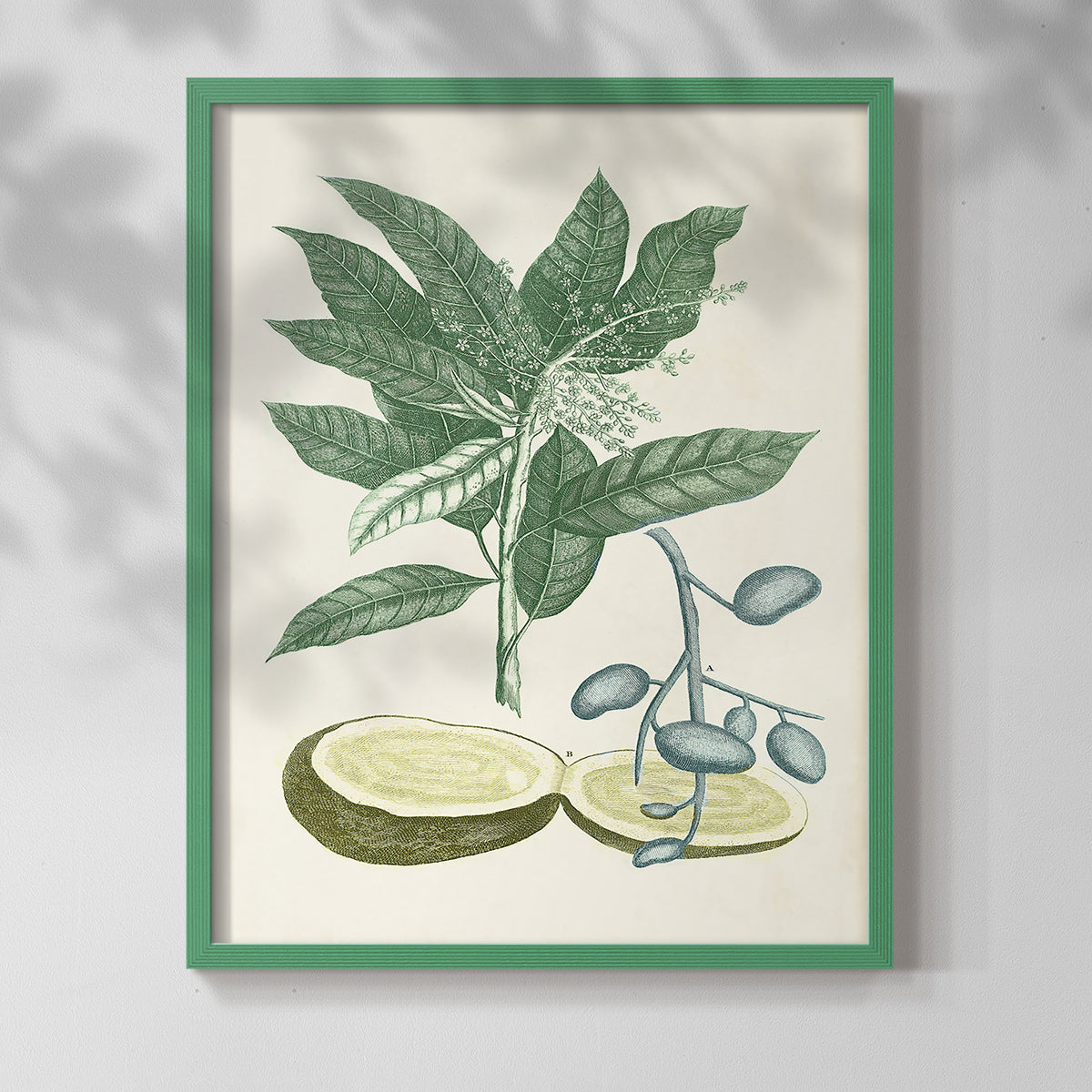 Buchoz Tropicals IV - Restickable Framed Art Print