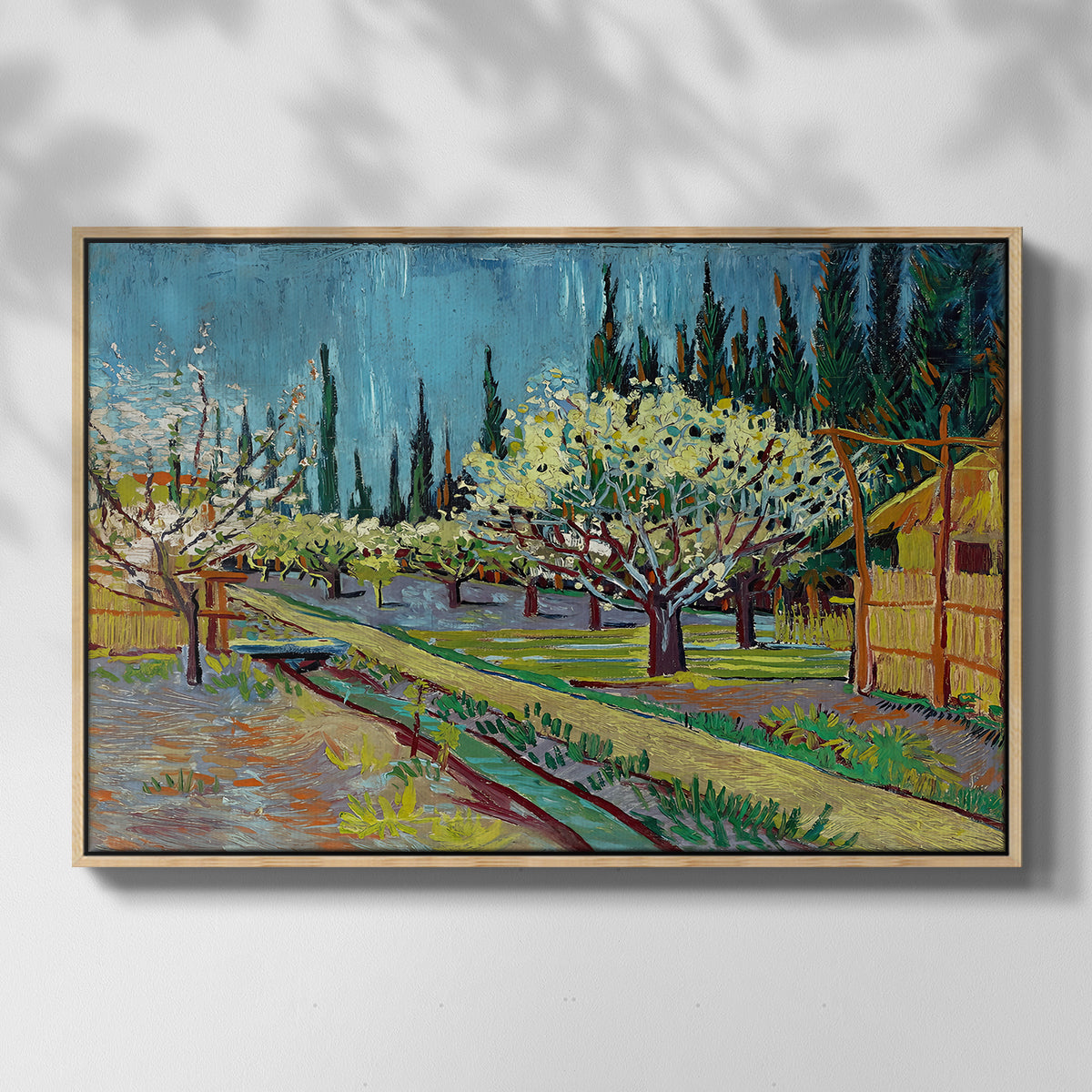 Orchard in Blossom, Bordered by Cypresses, 1888 - Floater Framed Canvas Print
