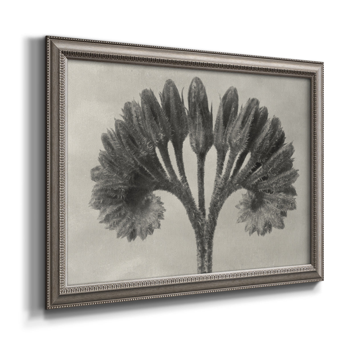 Vintage botanical plant study photograph by Karl Blossfeldt printed on canvas in an ornate vintage silver frame.