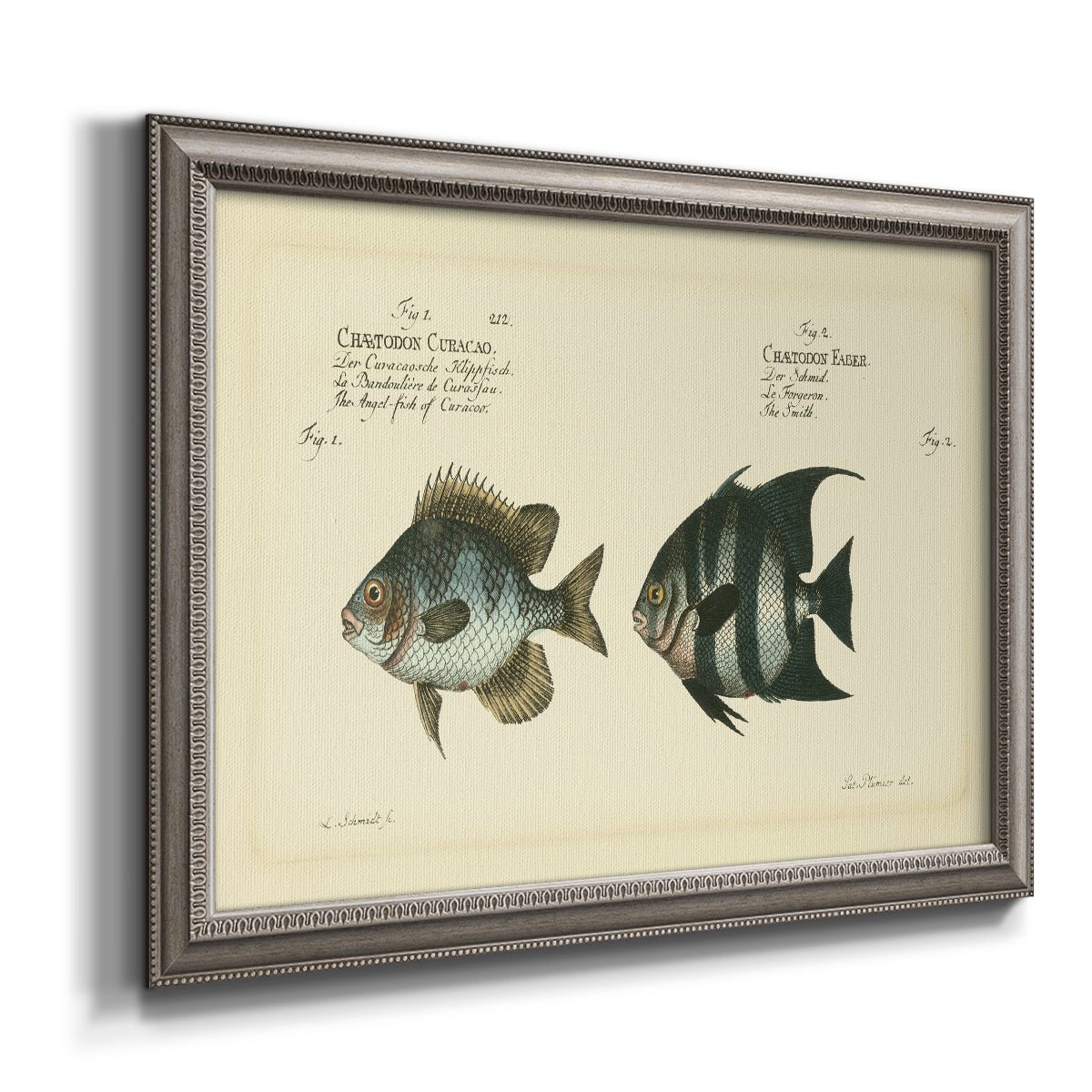 Antique fish chart illustration printed on canvas in an ornate vintage silver frame.