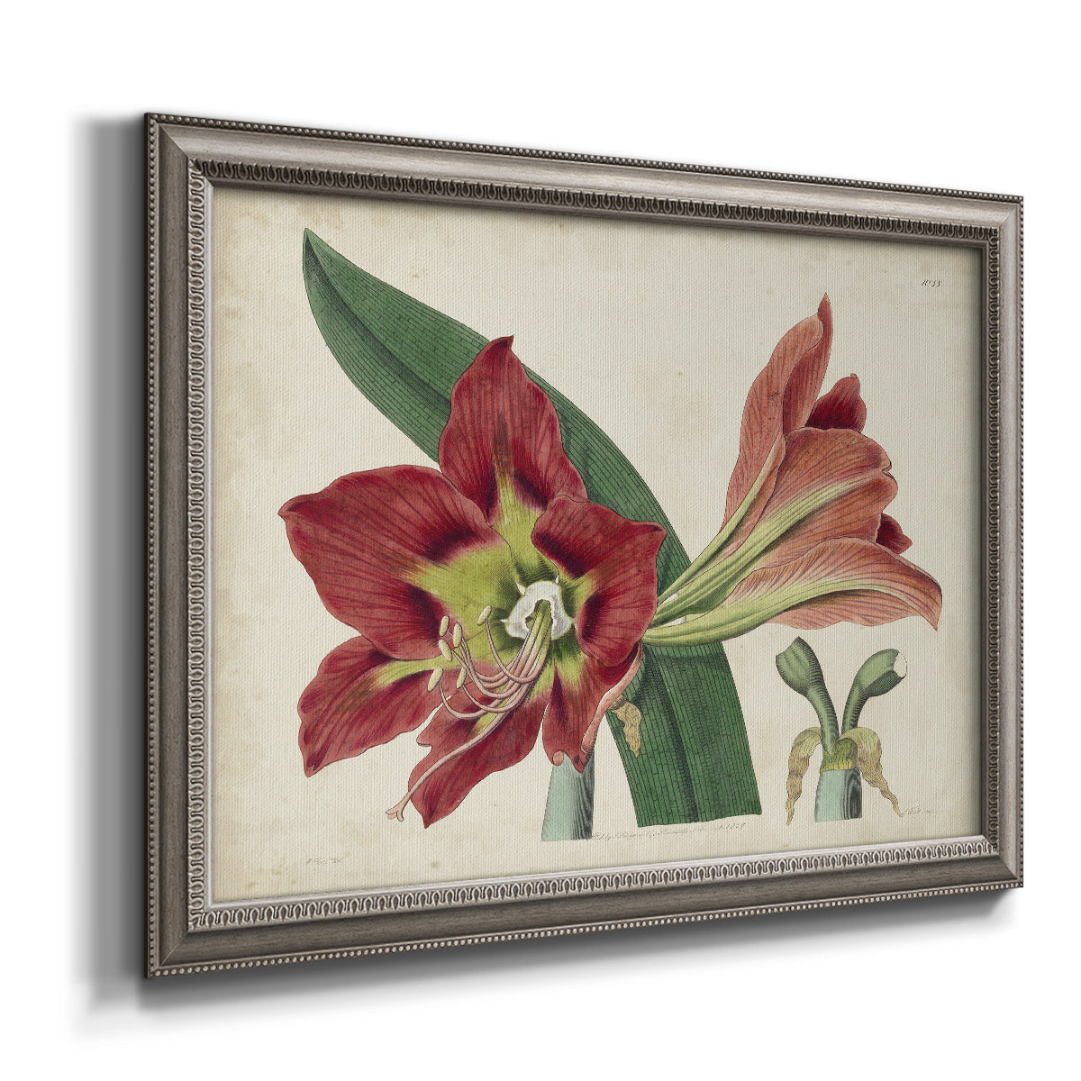 Antique amaryllis botanical flower illustration printed on canvas in an ornate vintage silver frame.