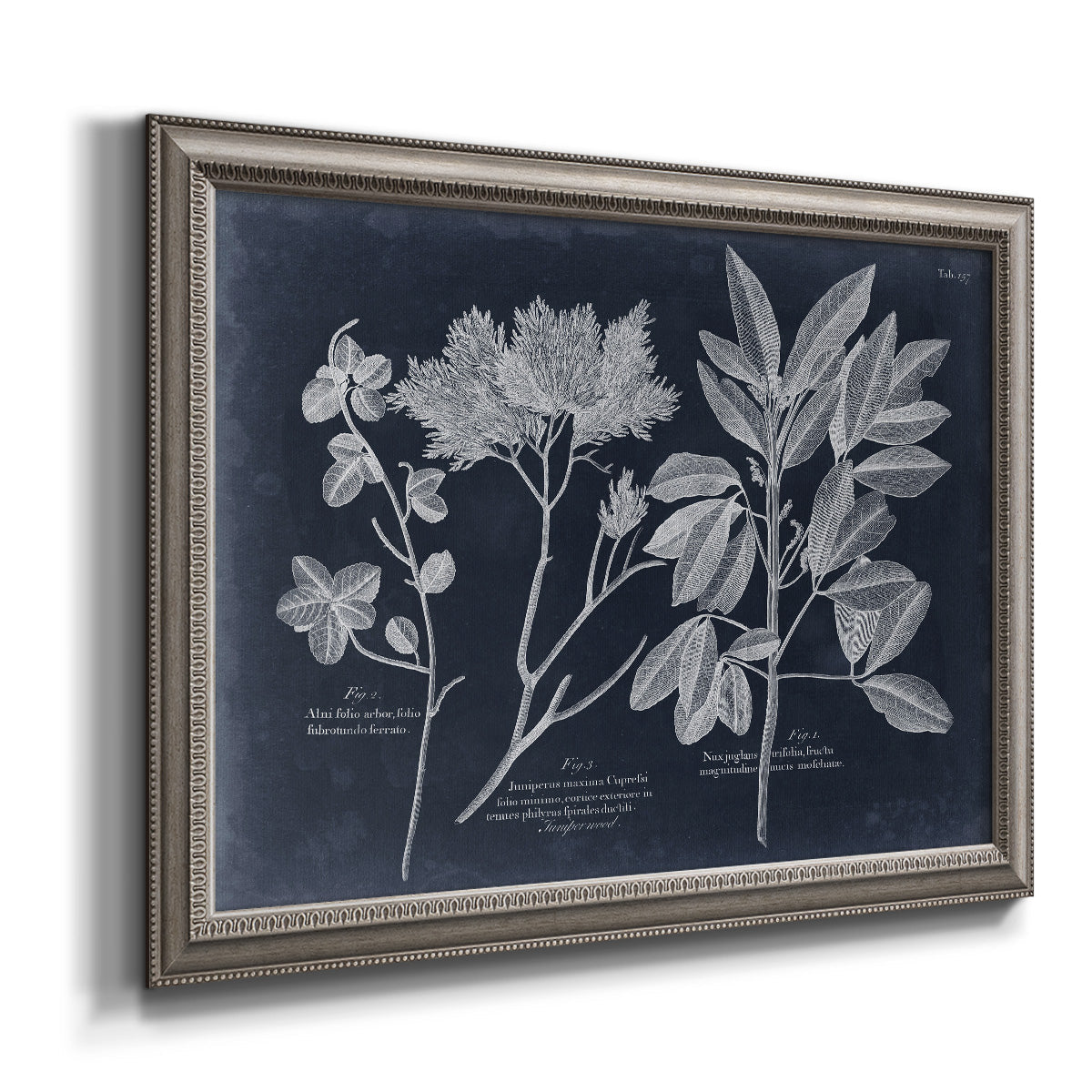 Vintage botanical leaf illustration on dark background printed on canvas in an ornate vintage silver frame.